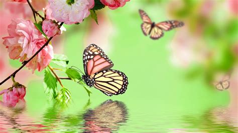 Butterfly Kisses Wallpapers Wallpaper Cave