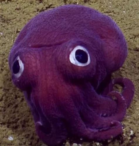 Strange Purple Sea Creatures Found In Deep Ocean Trenches With Images