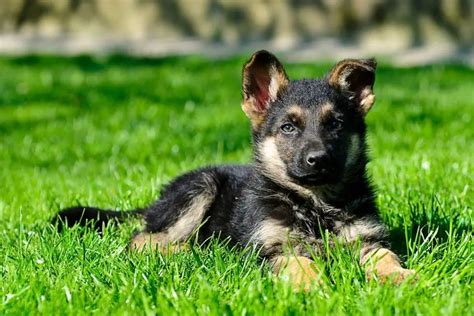 Are German Shepherds Smart Best Protection Dogs