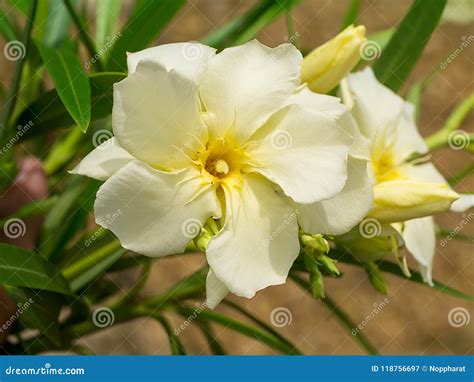 Yellow Sweet Oleander Flower Stock Image Image Of Leaf Closeup