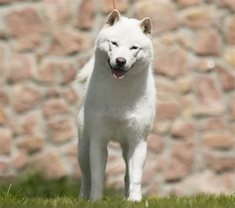 All About The Hokkaido Dog Ainu Ken Dog Breed My First Shiba Inu