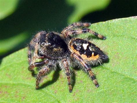 It has a mesmerizing this splendid spider look, i love your artistic style and your technical proficiency! Daring Jumping Spider (Phidippus audax Bryantae variation ...
