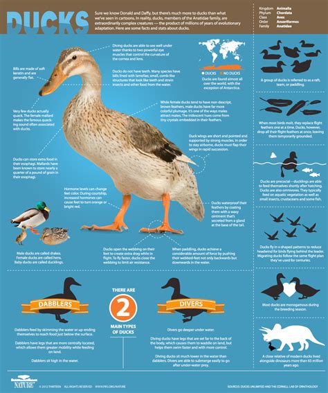 Facts About Ducks Infographics Mania