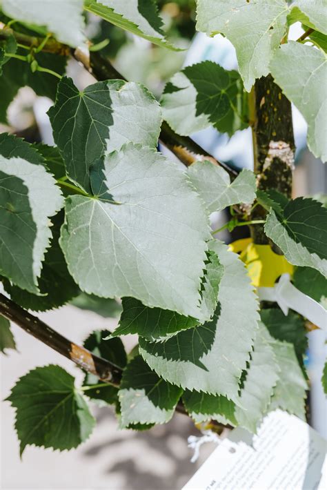 Linden Dropmore Dutch Growers Saskatoon