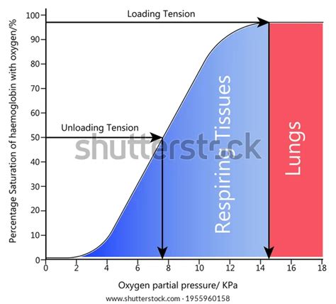 File Oxygen Dissociation Curve Webp Physiopedia