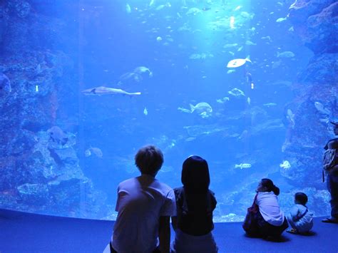 This works in rss too. 元の水族館 デート 東京 - ファッショントレンドについて