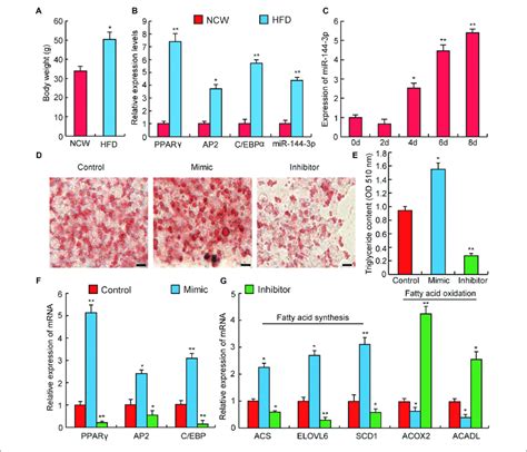 mirna 144 3p promotes adipocyte differentiation a the body weight download scientific