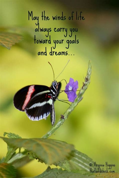 Quotes About Butterflies And Success Aden