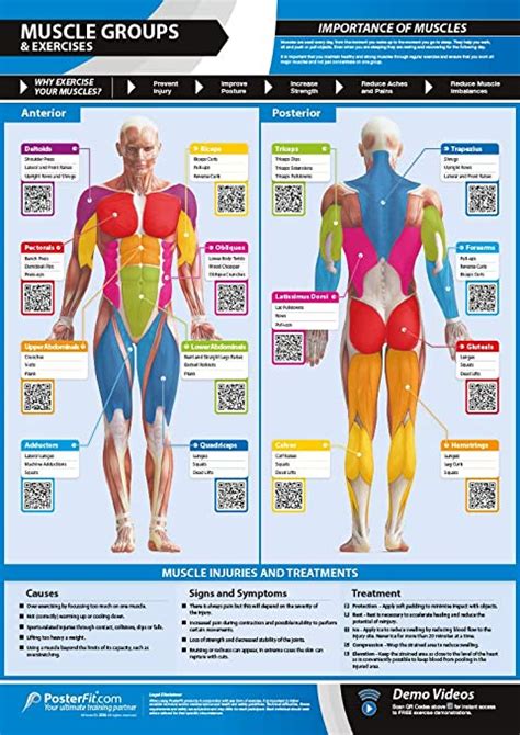 Muscle Groups And Exercises Anterior And Posterior Muscles And Exercises