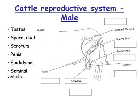 Ppt Livestock Reproductive Systems Powerpoint Presentation Free Download Id 1366716