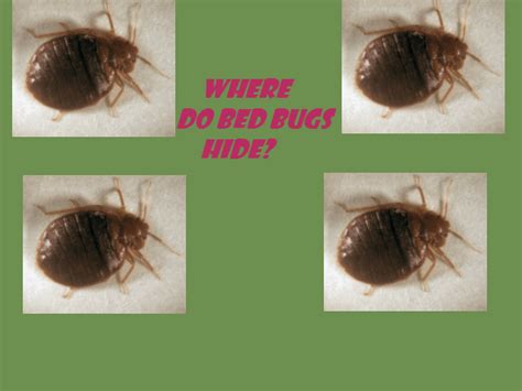 Where Do Bed Bugs Hide Pest Control Plus