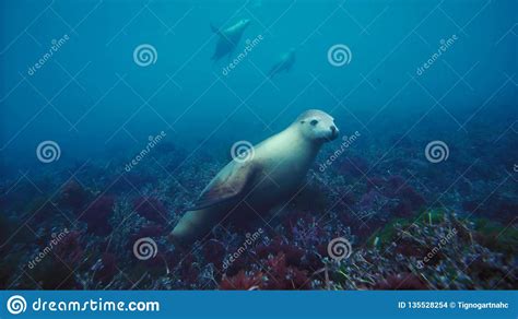 Australian Sea Lions Neophoca Cinereaplaying In Shallow Waters In The