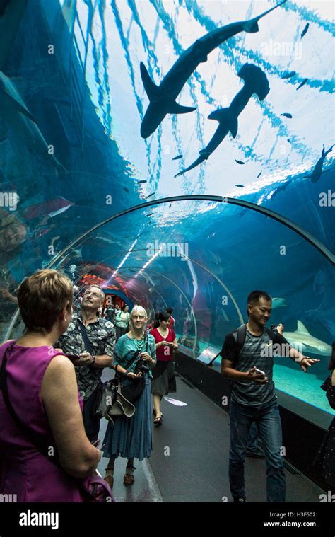 Singapore Sentosa Sea Aquarium Visitors In Underwater Tunnel Viewing