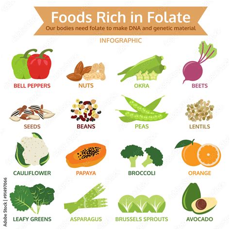 Foods Rich In Folate Vegetable And Fruit Icon Vector Illustrati Stock Vector Adobe Stock