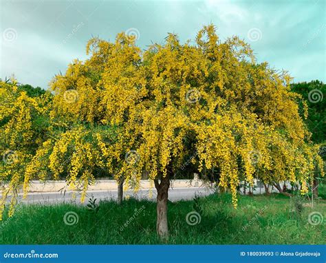 Flowers Of Acacia Albizzia Julibrissin Royalty Free Stock Image