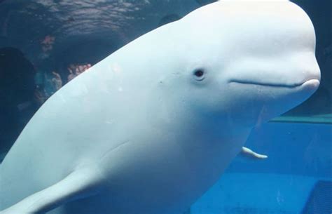 Beluga White Whale Characteristics Of The Most Lovely Whale In The World