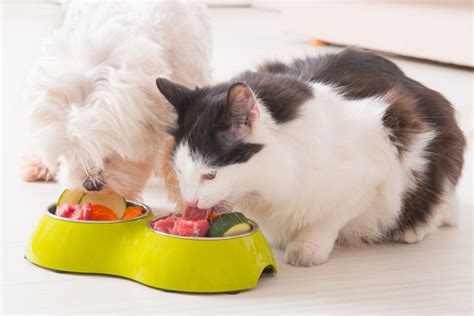 Below, i've collected all of the best suggestions and starred my favorites. Is Pet Food Safe for Humans to Eat?
