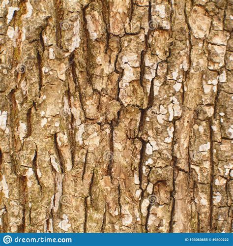 Beautiful Structure Of The Bark Of A Large Tree Close Up Stock Image