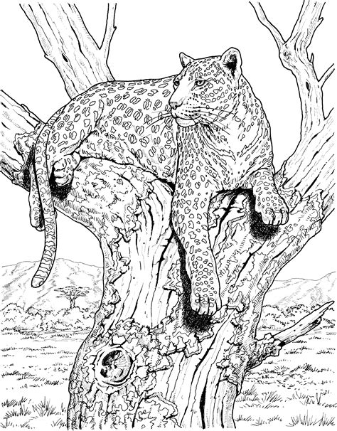 Leopard Free Colouring Pages