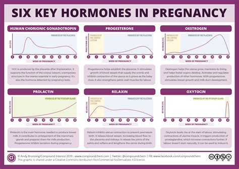 Six Key Pregnancy Hormones And Their Roles Compound Interest