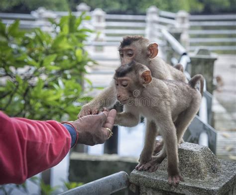Portrait Shof Of The Behavior Rhesus Macaques Monkey Stock Photo