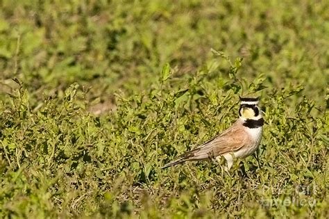 Horned Lark On The Prairie Photograph By Natural Focal Point