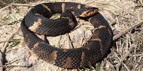 Texas Water Moccasins Snakes
