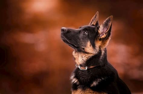 10 Most Loyal Dog Breeds Great Pet Care