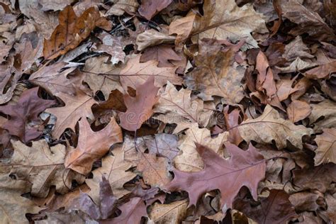 Close Up Of Brown Maple Leaves Lying On Forest Ground Pathway Stock