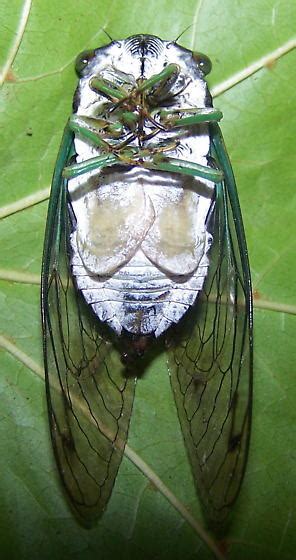 Neotibicen Tibicen Bugguidenet