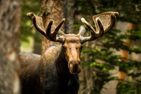 A Moose With Large Antlers Standing Next To Trees In The Woods And