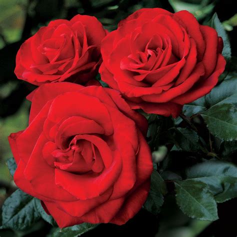 Always And Forever® Hybrid Tea Rose Jackson And Perkins