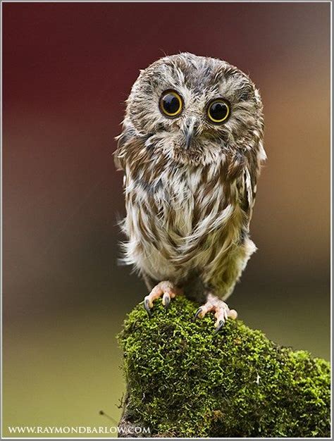 Big Eyed Owlie Owl Saw Whet Owl Owl Pictures