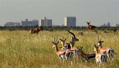 Nairobi National Park Half Day Tour Best Things To Do In Nairobi City