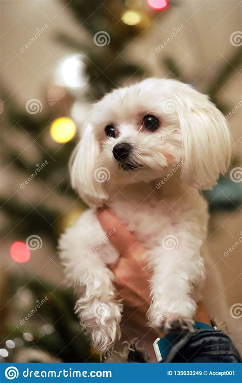 Young Healthy Purebred Malteser Dog At Christmastime Stock Image