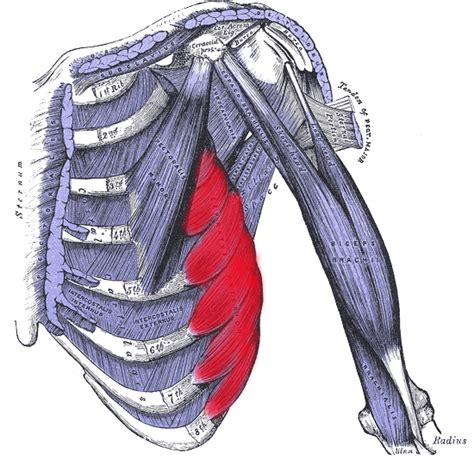 It provides a strong framework onto which the muscles of the shoulder girdle, chest, upper abdomen and back can attach. RIB TISSUE PAIN | Destroy Chronic Pain