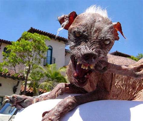 We did not find results for: cd22 watcher: Lampson: Blue Dog, Yellow Dog or just a Lap Dog?