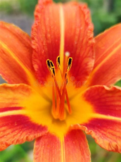 Lilium Bulbiferum Or Fire Lily Orange Lily And Tiger Lily Stock Image