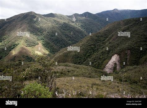 Landslide In Primeval Forest In The Tropical Podocarpus National Park