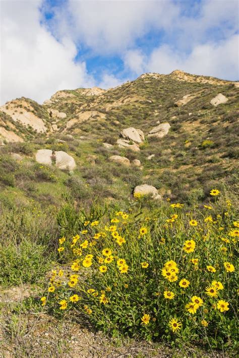 Yellow Wildflower Mountain Meadow Stock Photo Image Of Lawn