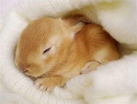 Amazing Creatures Cute Bunny Pictures That Will Make You Say Aww 30 Pics