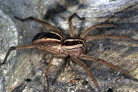 Wolf Spider Lycosidae Stock Image Z4300555 Science Photo Library