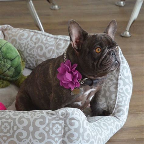 Family raised puppies from generations of health we breed for health, quality, and temperament. Our French Bulldog Dams | French Bulldog Breeders - Poetic ...