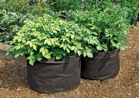Grow Bags Tomatoes Peppers Herbs And Potatoes The Green Head