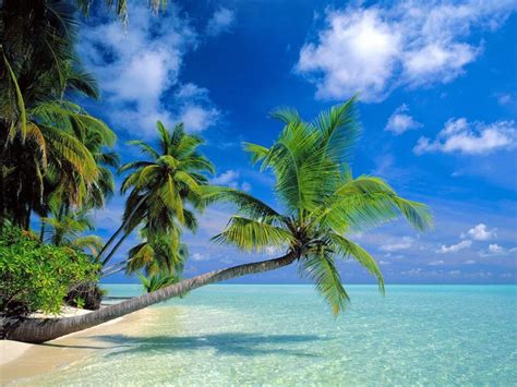 Akumal coconut palm tree beach riviera maya. Coconut trees beach wallpaper | beach | Wallpaper Better