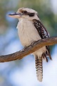 Kookaburra - Alchetron, The Free Social Encyclopedia