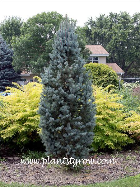 Iseli Fastigiate Blue Spruce Picea Pungens Plants To Grow Plants