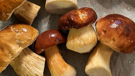 How To Identify Edible Boletes In Finland The Magic Land Of Lapland
