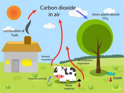 Ciclo Del Dióxido De Carbono — Vector De Stock © Kawin302 87504300