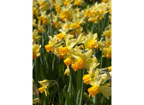 Narcissi And Daffodils Spring Sunshine 1214 Pom Fructiferro Vanzare